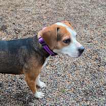 Thumbnail photo of Matilda #4