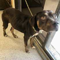 Thumbnail photo of Da Mack  #4