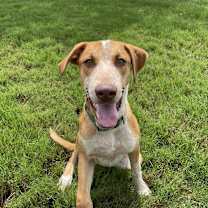 Thumbnail photo of Paco #2