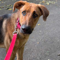 Thumbnail photo of Pumpkin #1