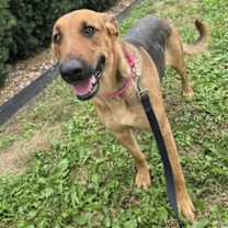 Thumbnail photo of Pumpkin #3