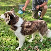 Thumbnail photo of Tillie #4