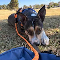 Thumbnail photo of Yale* #4