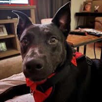 Thumbnail photo of Georgie* #3