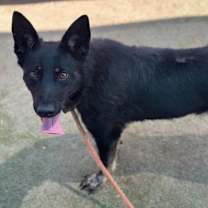 Thumbnail photo of Lilac* #4