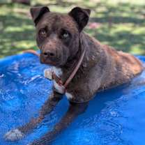 Thumbnail photo of Paddington* #3