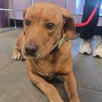 Thumbnail photo of Bella #2