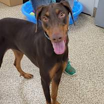 adopt-pet