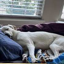 Thumbnail photo of Tofu #4