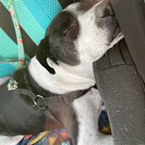 Thumbnail photo of Bear #4