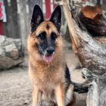 Thumbnail photo of PUMA the couch potato #4