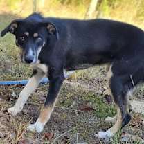 Thumbnail photo of Shelton #3