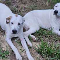 Thumbnail photo of Stone #3