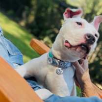 Thumbnail photo of Chicken #1