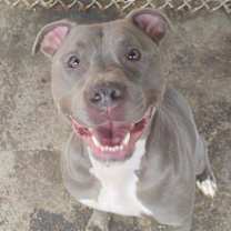 Thumbnail photo of Taz #1