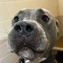 Thumbnail photo of Taz #2