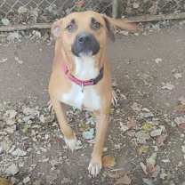 Thumbnail photo of Diesel #1