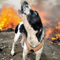 Thumbnail photo of BB #3