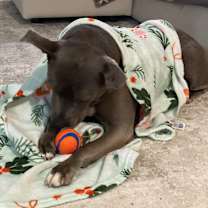 Thumbnail photo of MEERA #3