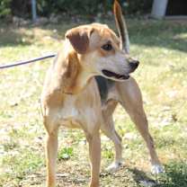 Thumbnail photo of Indigo #2