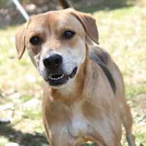 Thumbnail photo of Indigo #3