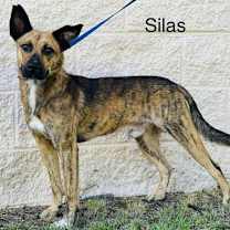 Thumbnail photo of Silas #1