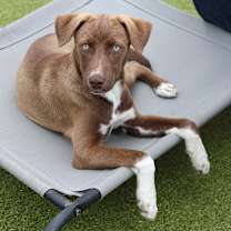 Thumbnail photo of Acorn #3