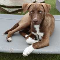 Thumbnail photo of Acorn #1