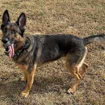 Thumbnail photo of Sadie #2