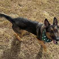 Thumbnail photo of Sadie #4