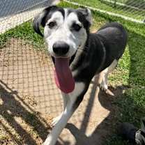 Thumbnail photo of SEBASTIAN #2