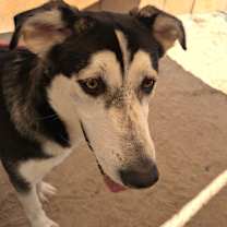 Thumbnail photo of SEBASTIAN #4