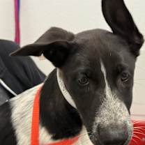 adopt-pet