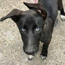 adopt-pet