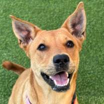 Thumbnail photo of Meadow #1