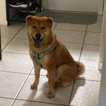 Thumbnail photo of Loki #1