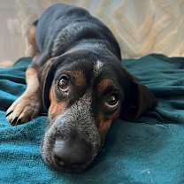 Thumbnail photo of Daiquiri #1