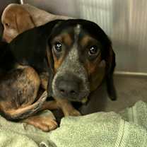 Thumbnail photo of Daiquiri #2