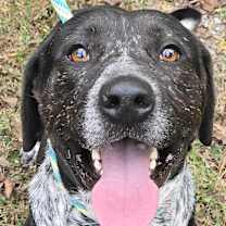 Tank *foster needed*