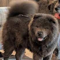 Thumbnail photo of Ming! #1