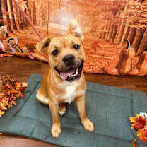 Thumbnail photo of SCOOBY #4