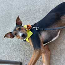 Thumbnail photo of LINDOR "Finn" #1