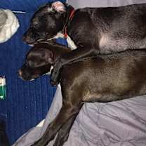 Thumbnail photo of Curly and moe #2