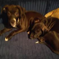 Thumbnail photo of Curly and moe #1