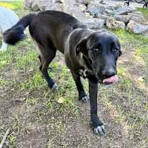 Thumbnail photo of Daisy #3 #3