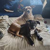 Thumbnail photo of Curly and moe #3