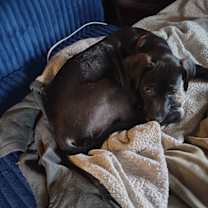 Thumbnail photo of Curly and moe #4