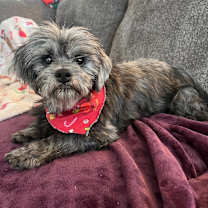 Thumbnail photo of Brogan #2