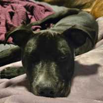 Thumbnail photo of Nomad #4