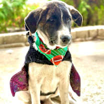 Thumbnail photo of Millie #3